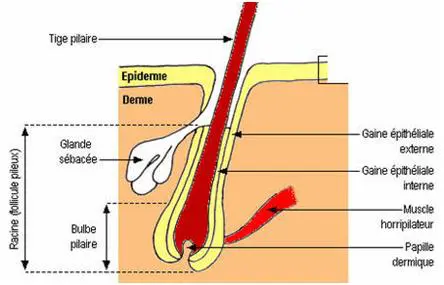 Schéma de la structure du poil et du follicule pileux (tige, bulbe, papille dermique) et implications pour l’épilation laser